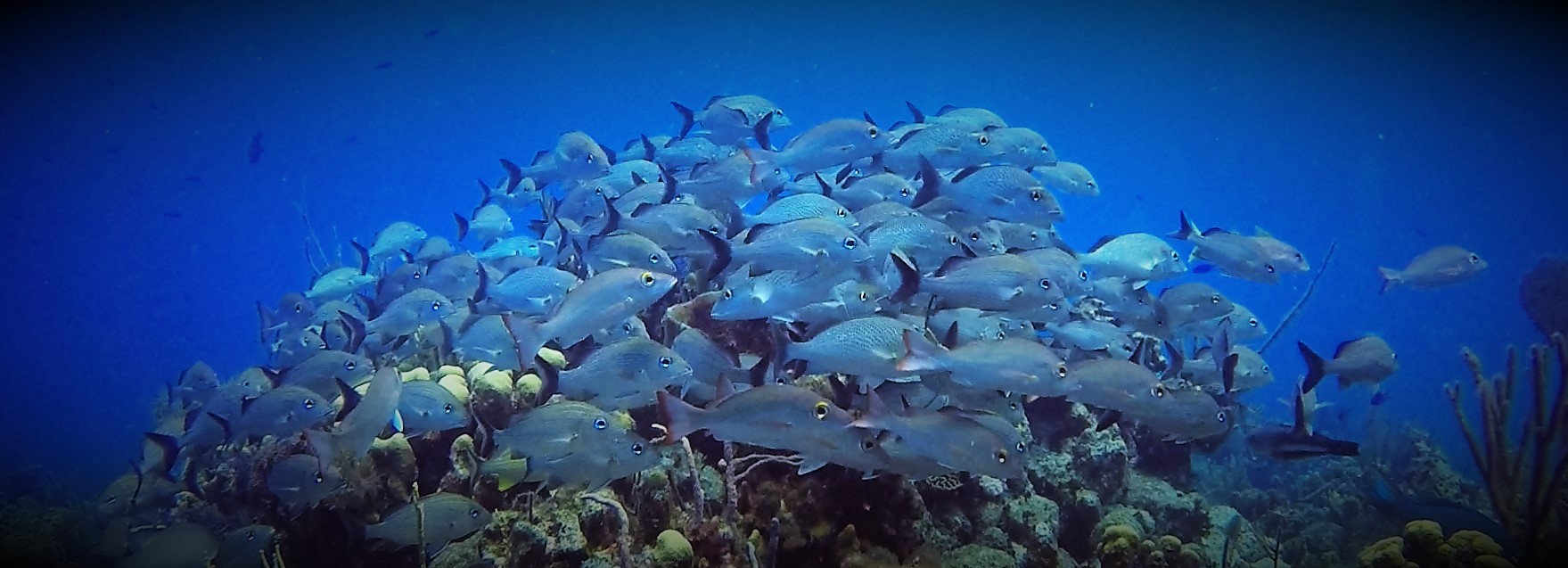 9-20 Snapper on top of reef